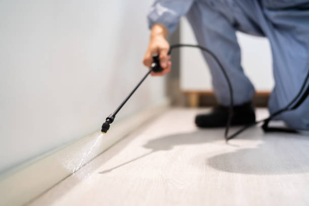 Licensed Wasp Removal service in Bernie, MO - Show Me Pest Control