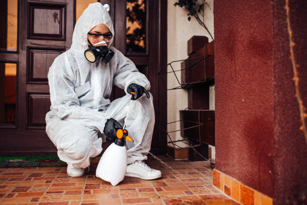 Reliable Wasp Removal contractor in Bernie, MO by Show Me Pest Control